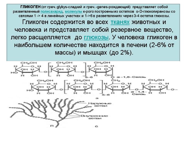 ГЛИКОГЕН (от греч. glykys-сладкий и греч. -genes-рождающий)  представляет собой  разветвленный полисахарид, молекулы